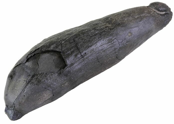 Fossil Sperm Whale Tooth - South Carolina #63553